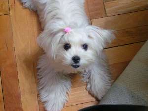 Caut bichon maltese MASCUL pentru imperechere (mai mare de 3 ani)