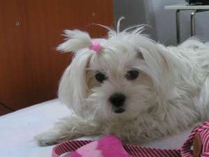Caut bichon maltese MASCUL pentru imperechere (mai mare de 3 ani)