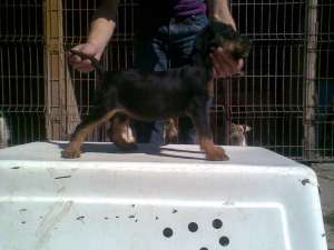 MASCUL SI FEMELA JAGD TERRIER
