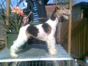 FOX TERRIER WIRE