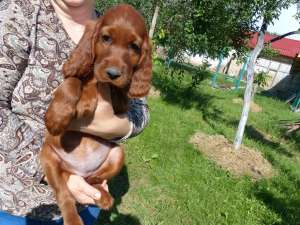 vand pui de  setter irlandez