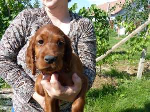vand pui de  setter irlandez
