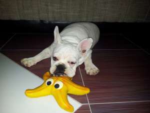 vand bulldog francez