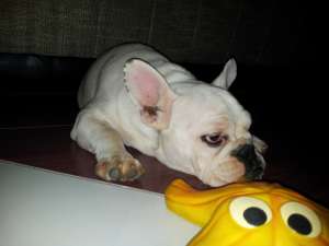 vand bulldog francez