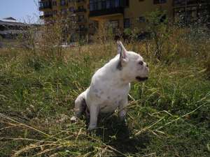 vand bulldog francez