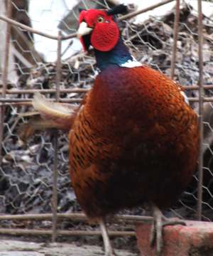 VANZARI FAZANI