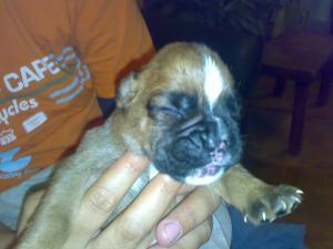 Pui boxer auriu