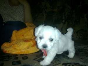 de vanzare bichon maltese