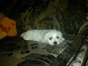 de vanzare bichon maltese