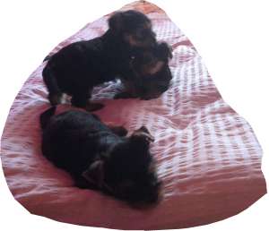 vand york shire terrier toy