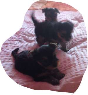vand york shire terrier toy