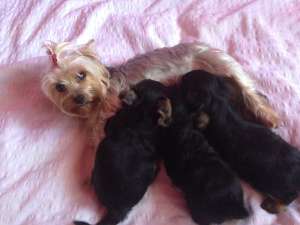 vand york shire terrier toy