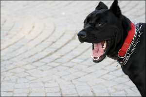 ofer spre monta cane corso