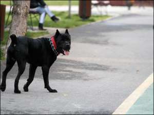 ofer spre monta cane corso
