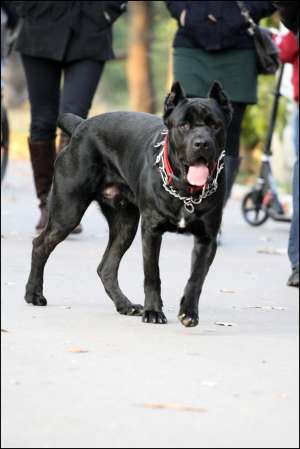 ofer spre monta cane corso
