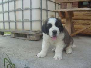 vand catel saint bernard rasa pura