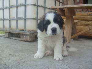 vand catel saint bernard rasa pura