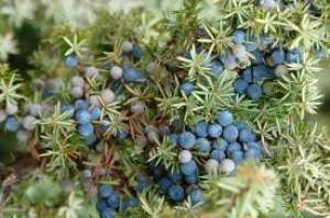 Fructe/ Boabe de ienupar