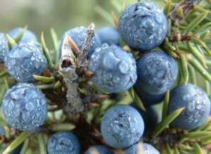 Fructe/ Boabe de ienupar