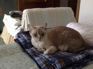 Ofer pisica spre adoptie