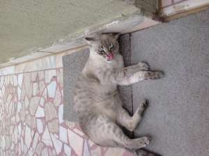 Ofer pisica spre adoptie