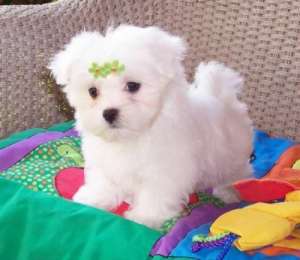 vand bichon