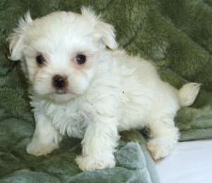 vand bichon