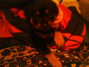 vand rottweiler
