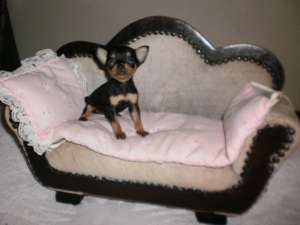 vand pinscher pitic mini toy