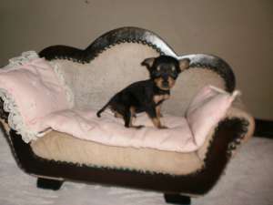 vand pinscher pitic mini toy
