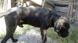Vand caine cane corso tigrat