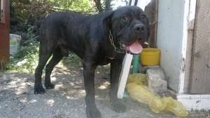 Vand caine cane corso tigrat