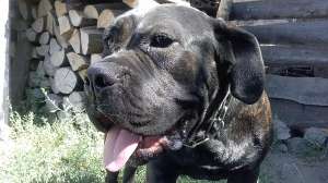 Vand caine cane corso tigrat