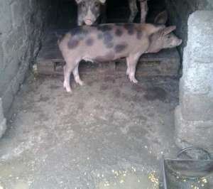 Vand porci Duroc