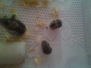 vand hamsteri pitici