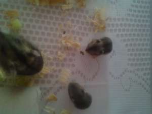 vand hamsteri pitici
