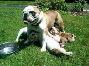 Vand Bulldog englez