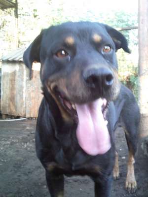 Rottweiler mascul pentru monta