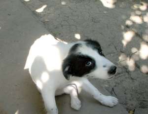 Pixie,  pui de catel spre adoptie