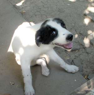 Pixie,  pui de catel spre adoptie