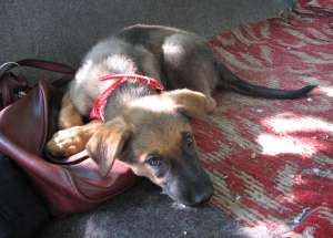 Kira,  pui de catel spre adoptie