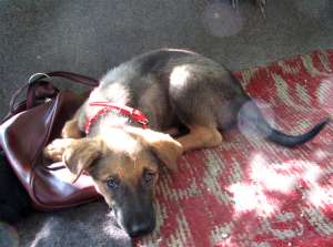 Kira,  pui de catel spre adoptie