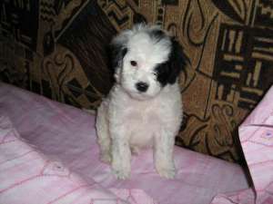 bichon havanez 100 euro