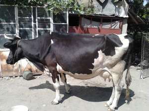 Vand vaca Holstein