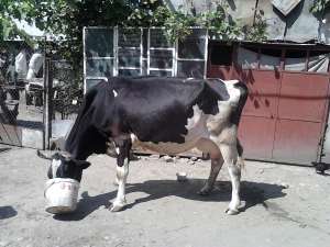 Vand vaca Holstein
