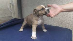 Vand pui amstaff