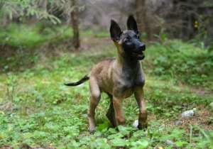 Femela ciobanesc belgian malinois