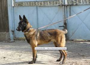 Femela ciobanesc belgian malinois