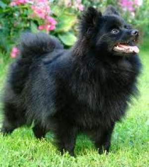 vand pui Spitz pitic