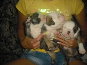 vand catei bulldog englez